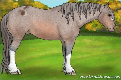 Horse Color: Bay Varnish 