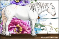 Horse Color:Gray Perlino Dun Appaloosa 