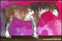 Horse Color:Bay Sabino Rabicano 