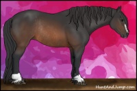Horse Color:Brown Sabino Rabicano 
