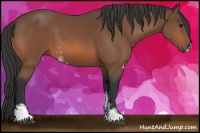 Horse Color:Bay Sabino Rabicano