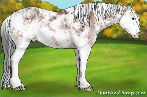 Horse Color: Bay Sabino Rabicano 