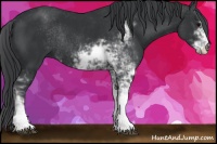 Horse Color:Black Sabino Rabicano 