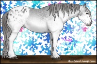Horse Color:Gray White Spotted Black Blanket 