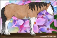 Horse Color:Bay Roan Sabino Splash 