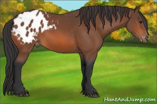 Horse Color: Bay Blanket 