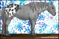 Horse Color:Black Appaloosa 