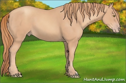 Horse Color: Gold Champagne 