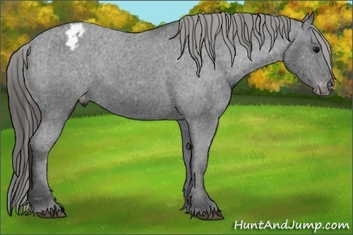 Horse Color: Black Snowcap 
