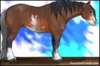 Horse Color:Bay Sabino 