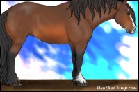 Horse Color:Bay Sabino Rabicano