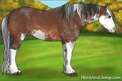 Horse Color: Bay Sabino Splash 