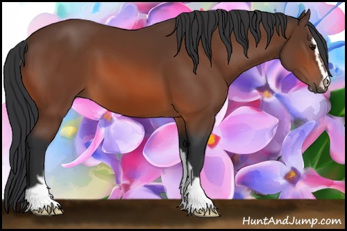 Horse Color: Bay Sabino 