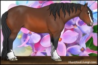 Horse Color:Bay Sabino 