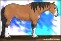 Horse Color:Bay Sabino 