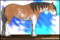 Horse Color:Bay Sabino 