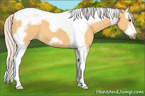 Horse Color:Silver Buckskin Dun Splash Tobiano Frame