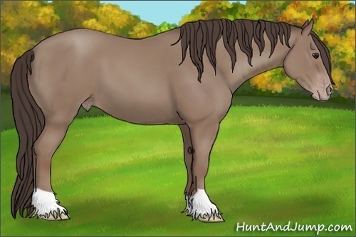 Horse Color: Classic Champagne 