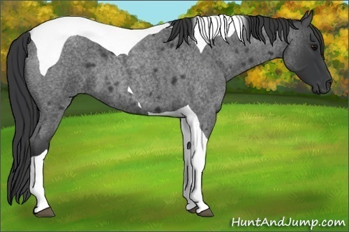 Horse Color:Unknown 