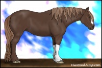 Horse Color:Liver Chestnut 