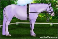 Horse Color:Watercolor Gold Champagne 