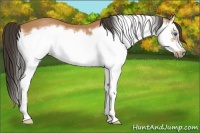 Horse Color:Bay Splash Frame 