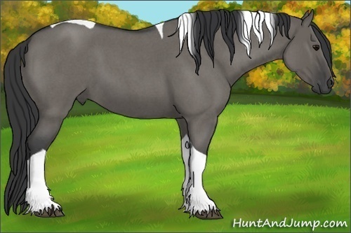 Horse Color:Grullo Roan Tobiano