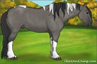 Horse Color:Grullo Roan Tobiano