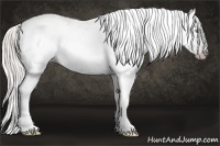 Horse Color:Gray Silver Amber Cream Champagne Roan Dun Splash Tobiano Frame Appaloosa Rabicano 