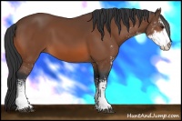 Horse Color:Bay Sabino 
