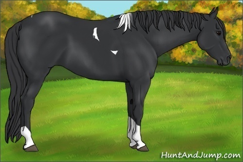 Horse Color:Black Tobiano Rabicano