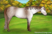 Horse Color:Gray Chestnut 