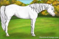 Horse Color:Gray Watercolor Silver Amber Cream Champagne Roan Dun Splash Tobiano Frame Appaloosa Rabicano 