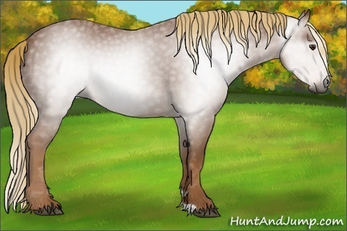Horse Color:Gray Chestnut 