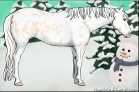 Horse Color:Silver Amber Cream Champagne Roan Dun Splash Tobiano Frame Appaloosa Rabicano 