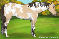 Horse Color:White Spotted Buckskin Dun 