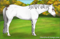 Horse Color:Bay Sabino Splash Frame