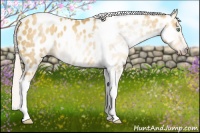 Horse Color:Gray Silver Amber Cream Champagne Roan Dun Splash Tobiano Frame Near Leopard Rabicano 