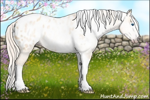 Horse Color:Gray Silver Amber Cream Champagne Roan Dun Splash Tobiano Frame Appaloosa Rabicano