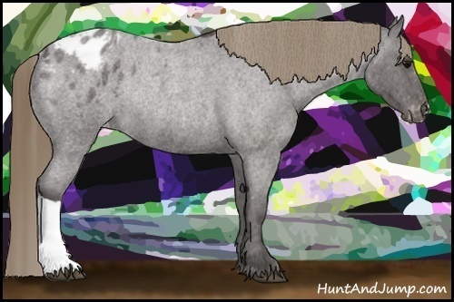 Horse Color: Smoky Blue Roan Blanket Rabicano 