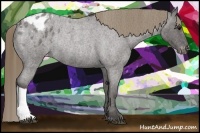 Horse Color:Smoky Blue Roan Appaloosa Rabicano 