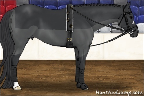 Horse Color: Black 