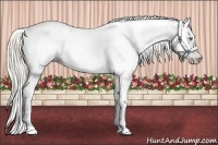 Horse Color:Gray Silver Amber Cream Champagne Roan Dun Splash Tobiano Frame Appaloosa Rabicano