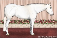 Horse Color:Gray Silver Amber Cream Champagne Roan Dun Splash Tobiano Frame Appaloosa Rabicano