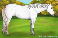 Horse Color:Gray Red Dun Roan 