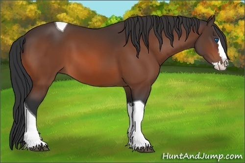 Horse Color:Bay Splash Tobiano