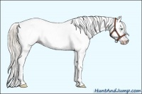 Horse Color:Gray Silver Amber Cream Champagne Roan Dun Splash Tobiano Frame Blanket Rabicano 