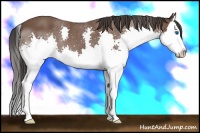 Horse Color:Bay Splash 