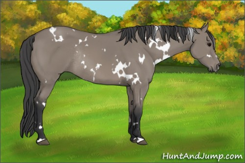 Horse Color: White Spotted Grullo Rabicano 