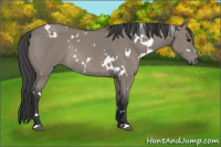 Horse Color:White Spotted Grullo Rabicano 